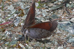 Erebia tyndarus