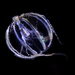 Pacific Sea Gooseberry - Photo (c) Damon Tighe, some rights reserved (CC BY-NC), uploaded by Damon Tighe