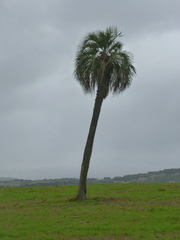 Butia odorata