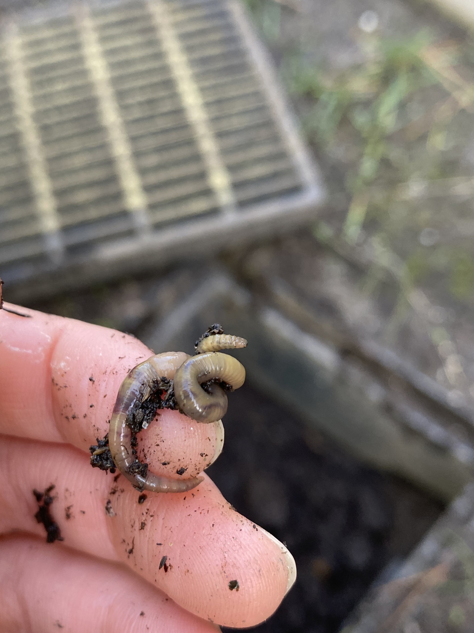 Allolobophora chlorotica (Savigny, 1826)