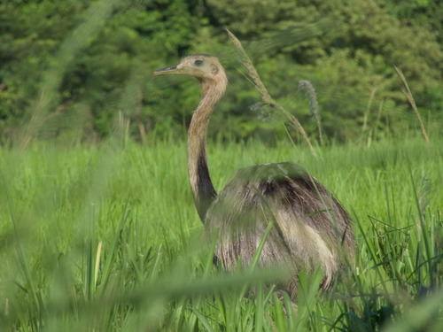 Greater Rhea (Rhea americana), photo 7