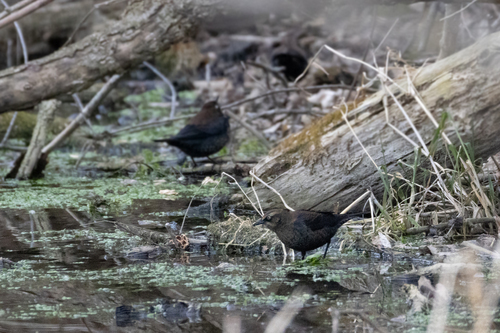 Rusty Blackbird (Euphagus carolinus), photo 2
