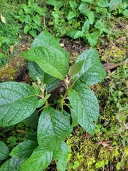 Abatia parviflora, photograph author not stated, no rights reserved