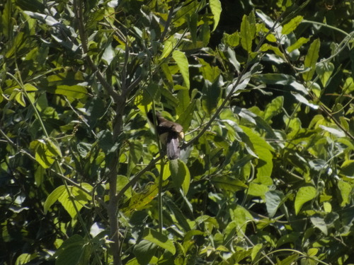 Black-capped Donacobius (Donacobius atricapilla), photo 6