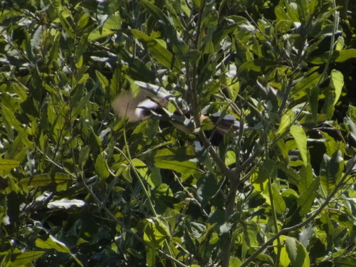 Black-capped Donacobius (Donacobius atricapilla), photo 7