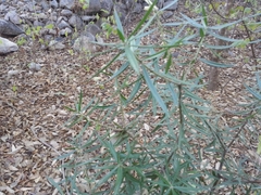 Forchhammeria watsonii