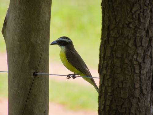 Boat-billed Flycatcher (Megarynchus pitangua), photo 5