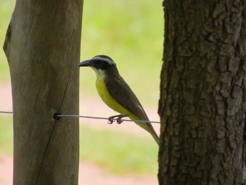 Boat-billed Flycatcher (Megarynchus pitangua), photo 4