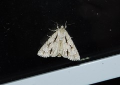Acronicta hasta