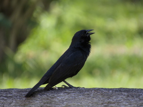 Chopi Blackbird (Gnorimopsar chopi), photo 3