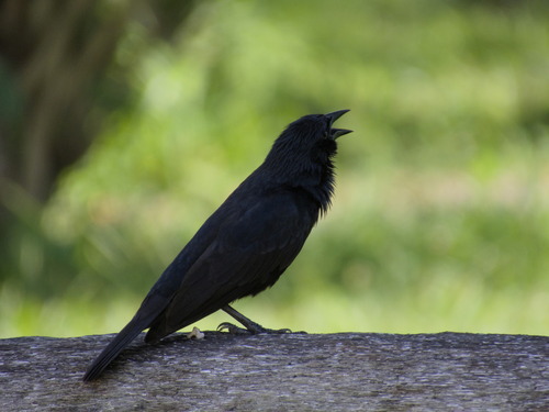Chopi Blackbird (Gnorimopsar chopi), photo 4