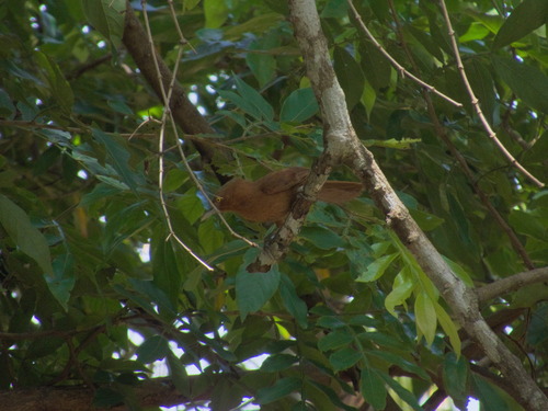 Grey-crested Cacholote (Pseudoseisura unirufa), photo 8