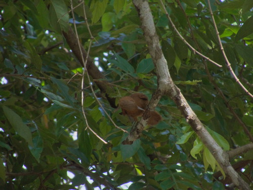 Grey-crested Cacholote (Pseudoseisura unirufa), photo 9