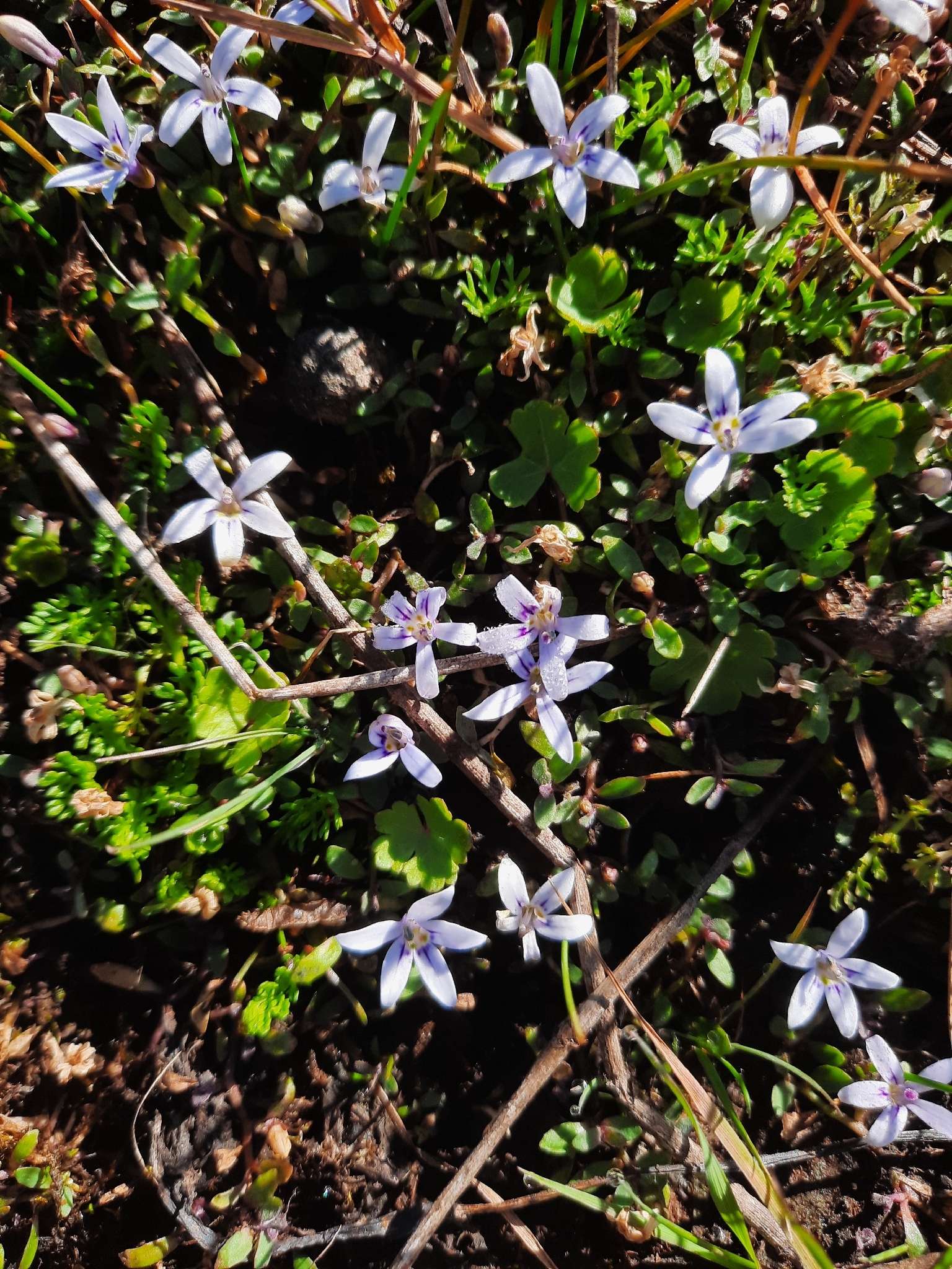 Blue Star Creeper (Isotoma fluviatilis)