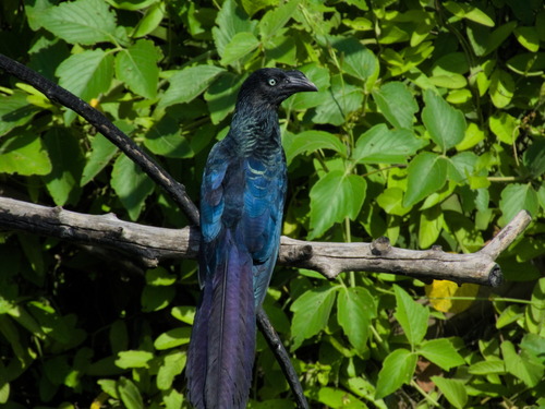 Greater Ani (Crotophaga major), photo 4