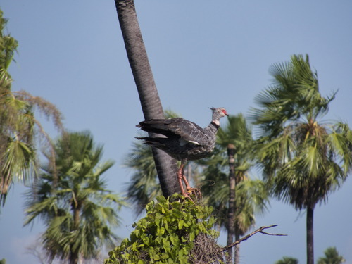 Southern Screamer (Chauna torquata), photo 5