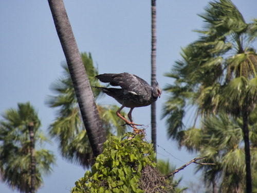 Southern Screamer (Chauna torquata), photo 6