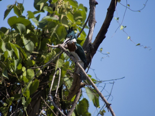 Amazon Kingfisher (Chloroceryle amazona), photo 4