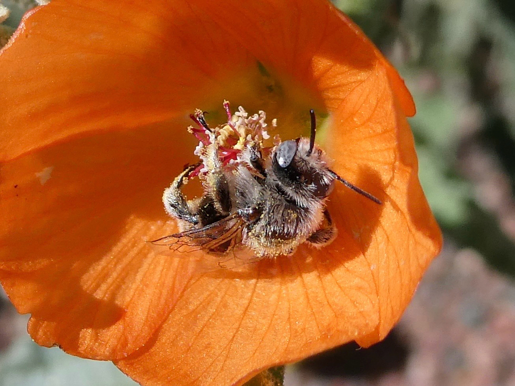 Globe Mallow Bee from W Mission Ln, Tucson, AZ, US on December 6, 2025 ...