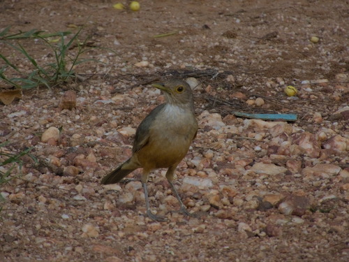 Rufous-bellied Thrush (Turdus rufiventris), photo 7
