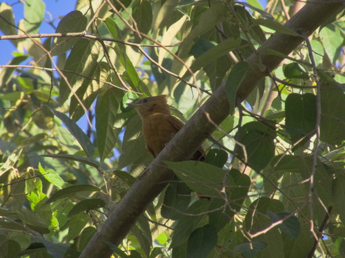Grey-crested Cacholote (Pseudoseisura unirufa), photo 10
