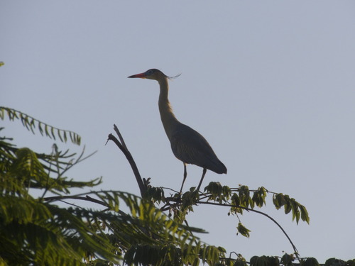 Whistling Heron (Syrigma sibilatrix), photo 7