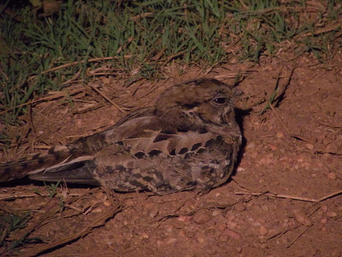 Pauraque (Nyctidromus albicollis), photo 5