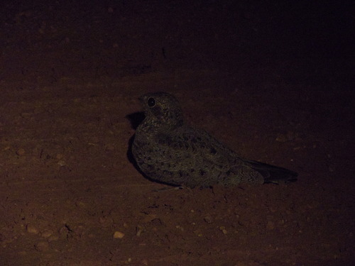 Nacunda Nighthawk (Chordeiles nacunda)