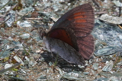 Erebia tyndarus