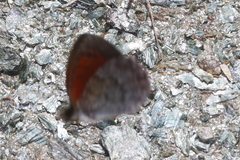 Erebia tyndarus