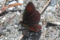 Erebia tyndarus