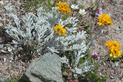 Jacobaea incana