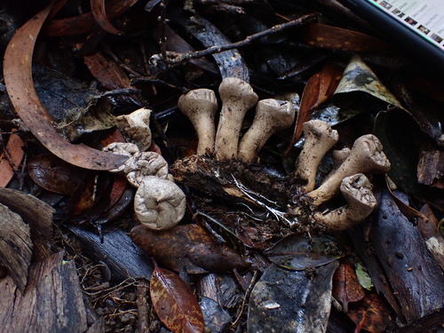 Lycoperdon observed 2026-01-06