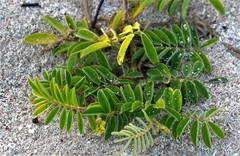 Tephrosia cinerea