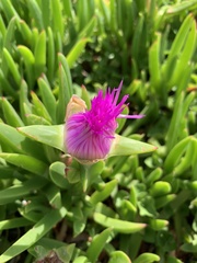 Carpobrotus edulis edulis