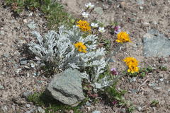 Jacobaea incana
