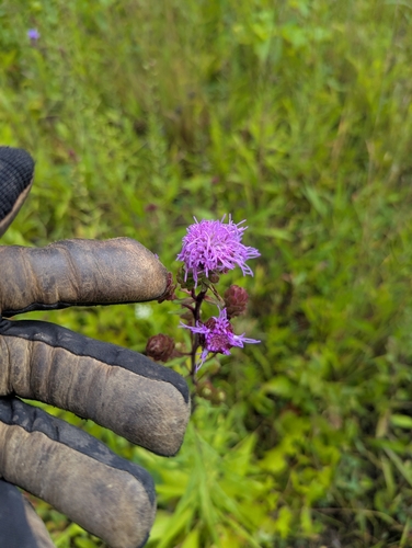 devil's bite (Liatris scariosa)
