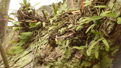 Microgramma squamulosa