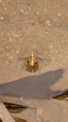 Pseudopaludicola falcipes