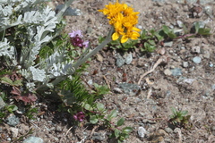 Jacobaea incana