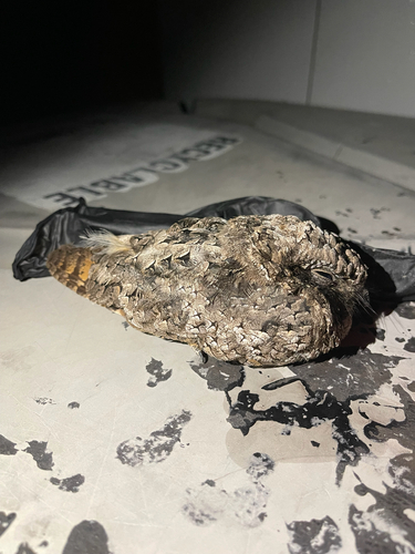 Common Poorwill observed by mothington