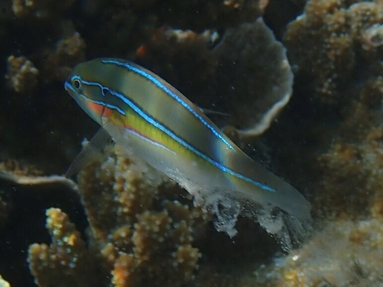 Lined rainbow-fish (Stethojulis strigiventer) — Labridae