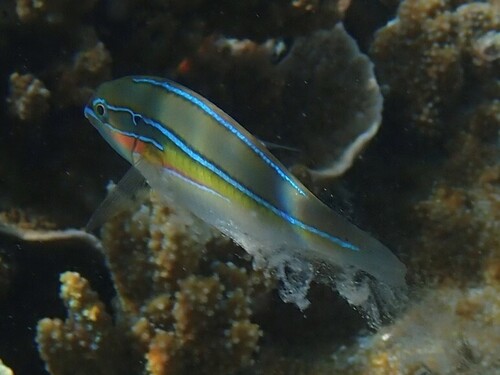 Lined rainbow-fish (Stethojulis strigiventer) — Labridae