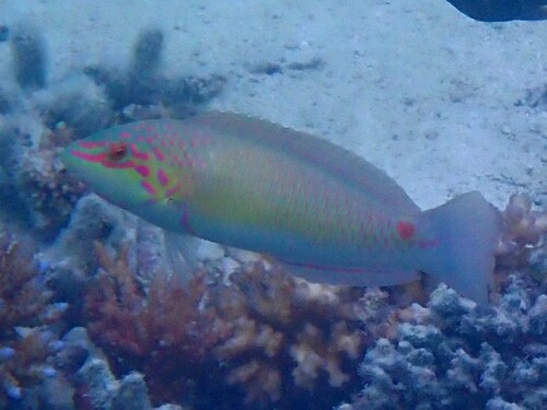 Spotted-tail rainbowfish (Halichoeres trimaculatus) — Labridae — 3