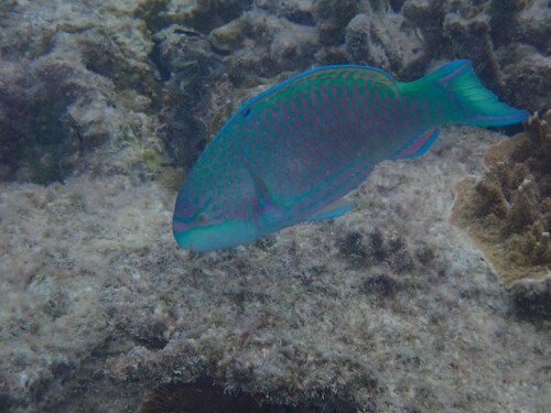 Globehead parrotfish (Scarus globiceps) — Scaridae — 2