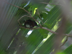 Synallaxis erythrothorax