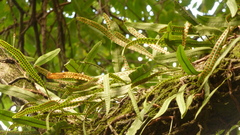 Microgramma squamulosa