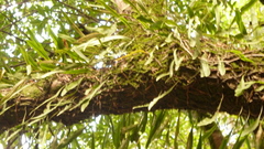 Microgramma squamulosa