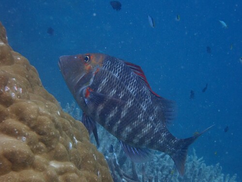 Emperor (Lethrinus miniatus) — Lethrinidae