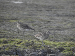 Numenius phaeopus phaeopus